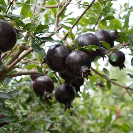 Rare Black Pomegranate Seeds for growing exotic dark-fruit pomegranate plants