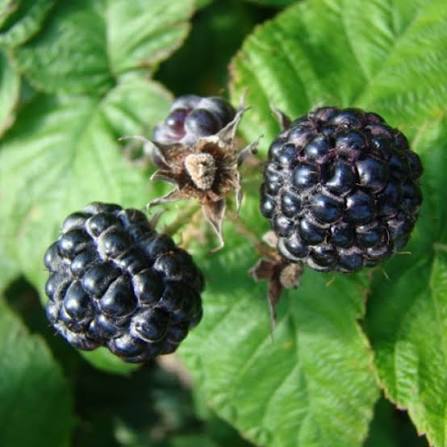 Black Raspberry Seeds Rubus occidentalis fruit variety for home planting