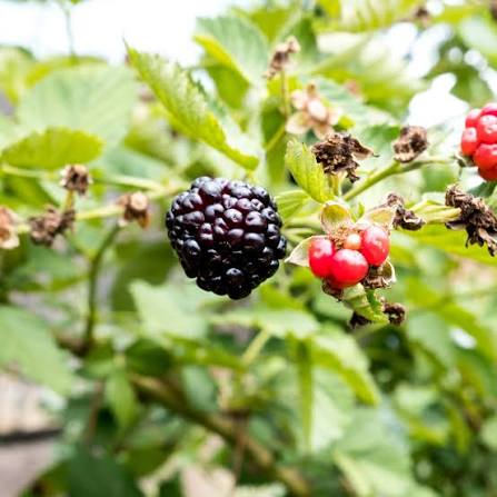 Black Raspberry Seeds Rubus occidentalis fruit variety for home planting