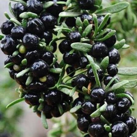 Rare Black Goji Berry Seeds for growing Lycium ruthenicum exotic wolfberry fruit plants