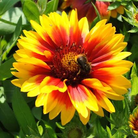 Gaillardia Aristata Mixed Blanket Flower seeds for planting