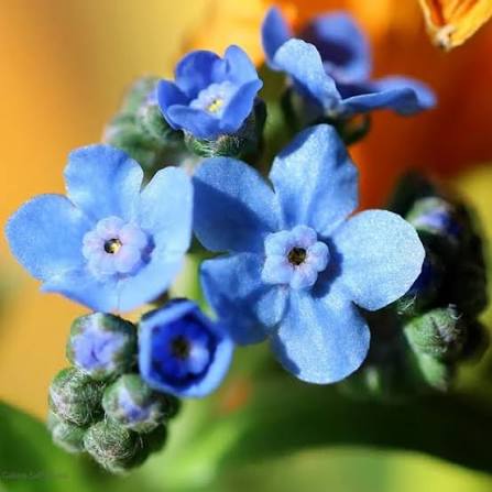 Cynoglossum amabile Chinese Forget-Me-Not Flower Seeds with blue blooms