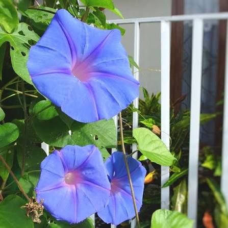 Blue Ipomea Morning Glory flower seeds for planting