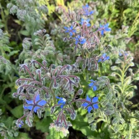 Borage herb microgreen seeds for growing fresh edible greens at home
