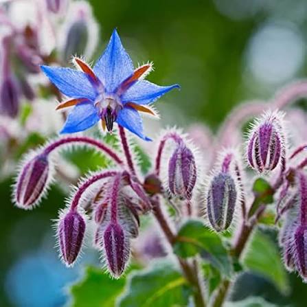 Borage herb microgreen seeds for growing fresh edible greens at home