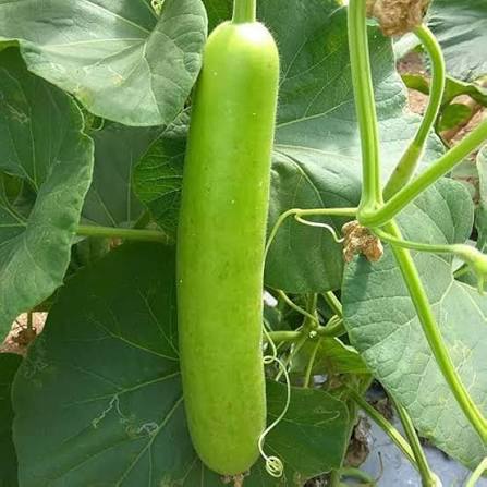 Cylindrical Bottle Gourd Seeds – Elongated Garden Vegetable Variety