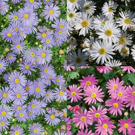 Brachycome Mixed Flower Seeds for Planting – Heirloom Swan River Daisy Garden Flowers