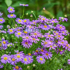 Brachycome Mixed Flower Seeds for Planting – Heirloom Swan River Daisy Garden Flowers