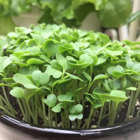 Pak Choi Vegetable Microgreen Seeds with fresh tender green pak choi microgreens