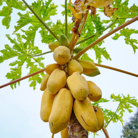 Brazilian Golden Papaya Seeds for growing rare tropical golden papaya fruit