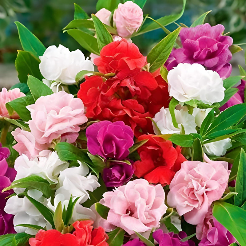 Strawflower Acroclinium roseum Brilliant Rose flower seeds with vibrant rose-colored papery blooms
