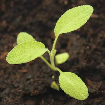 Sage Broad Leaved herb microgreen seeds for growing fresh aromatic broad green sage leaves