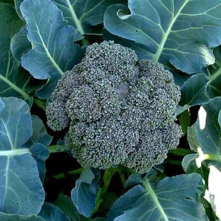 Broccoli Seeds traditional garden vegetable variety for home planting
