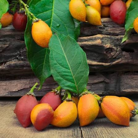 Peanut Butter Fruit Seeds tropical garden variety for home planting