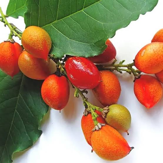 Peanut Butter Fruit Seeds tropical garden variety for home planting