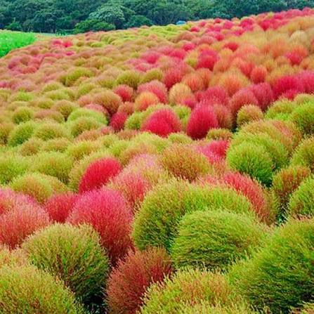 Kochia Burning Bush flower seeds for planting