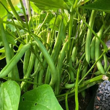 Bush Beans Seeds for Planting – Green Bean Vegetable Seeds for Home Gardens