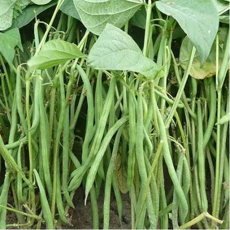 Bush Beans Seeds for Planting – Green Bean Vegetable Seeds for Home Gardens