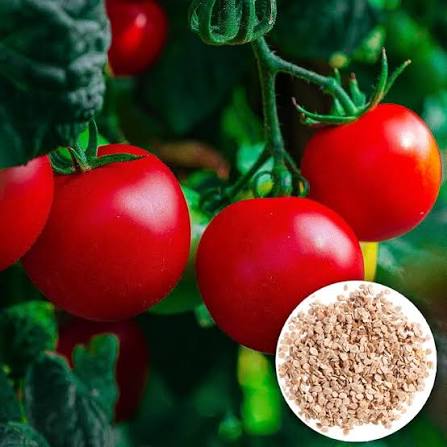 Square Round Tomato Seeds BW HH variety for home garden planting