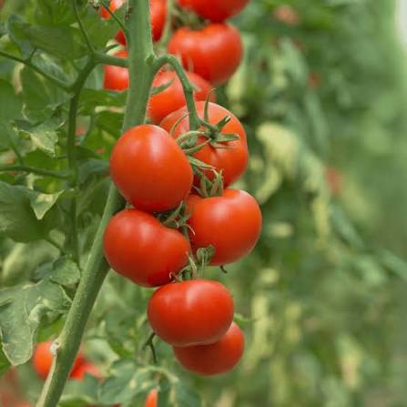 Square Round Tomato Seeds BW HH variety for home garden planting