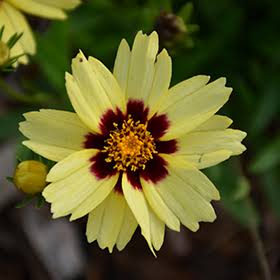 Tickseed Calliopsis Bicolor Tall Mixed flowers growing in a garden