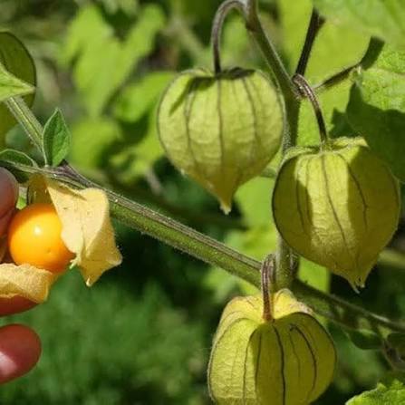 Cape Gooseberry Fruit Seeds Alkekengi garden variety for planting