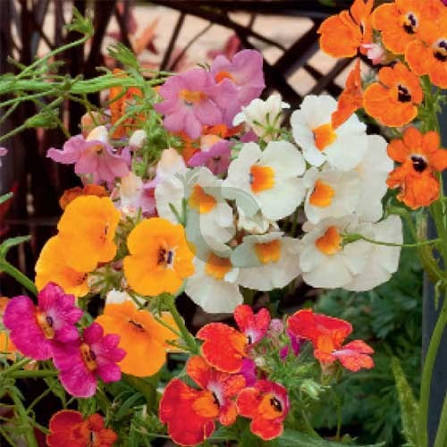 Nemesia Strumosa Carnival Mix flower seeds for planting