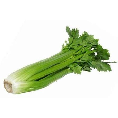 Celery vegetable microgreen seeds for growing fresh green microgreens at home