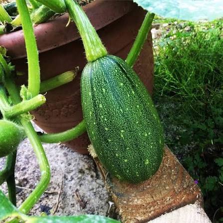 Desi Chappan Kaddu Seeds Indian summer squash variety for planting