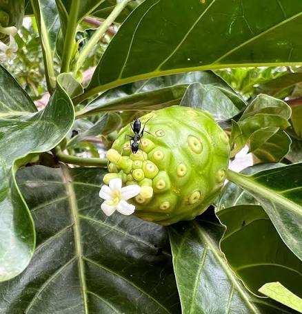 Cheese Fruit Seeds for growing Morinda citrifolia Indian mulberry tropical fruit trees
