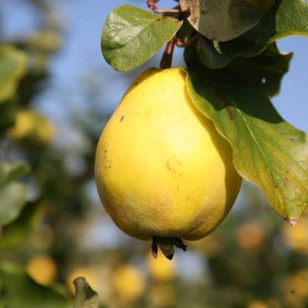 Chinese Quince Tree Seeds for growing Pseudocydonia sinensis thornless flowering fruit trees