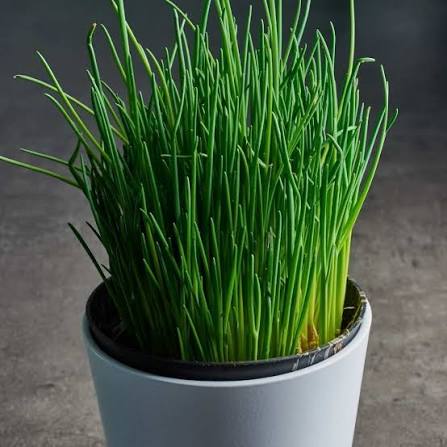 Chives Medium Leaf herb microgreen seeds for growing fresh green chive microgreens