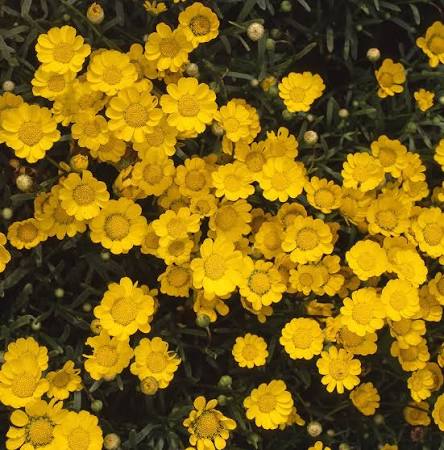 Yellow Annual Chrysanthemum Multicaule flowers growing in a garden