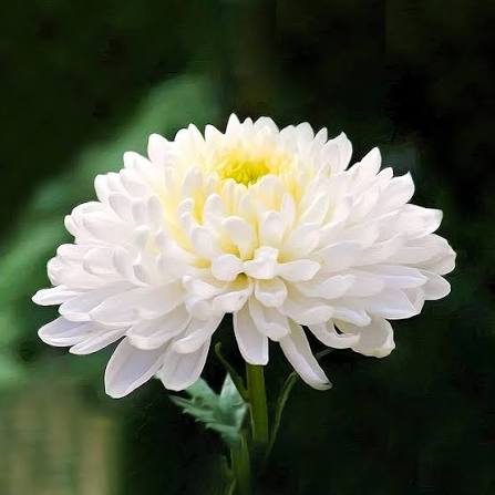 Chrysanthemum Segetum Eldorado golden yellow flowers growing in a garden
