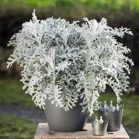 Cineraria Maritima Silver Dust flower seeds for planting and garden