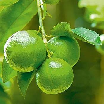 Indian Sweet Lime Seeds Citrus Limetta Mausammi variety for planting