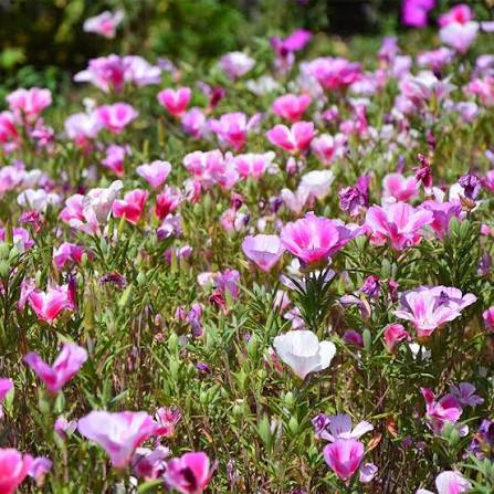 Clarkia Godetia Double Mix flowers growing in a colorful garden