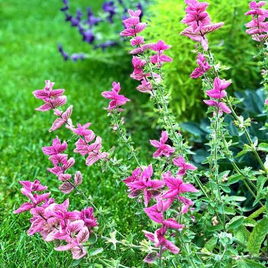 Painted Sage Salvia Horminum Pink Sundae flower seeds with soft pink bracts