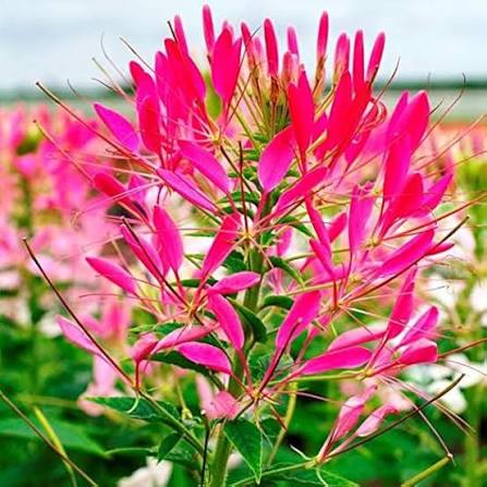 Spider Flower Cleome Spinosa Cherry Queen flower seeds for planting