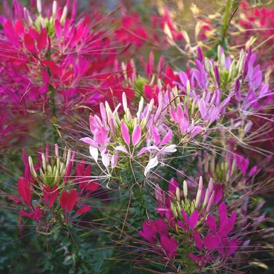 Spider Flower Cleome Spinosa Mixed flower seeds for planting