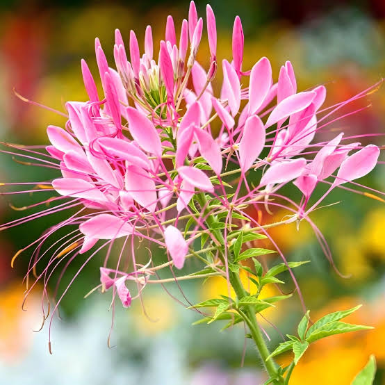 Cleome Spinosa Pink Queen Spider Flower with vibrant pink blooms growing in a garden