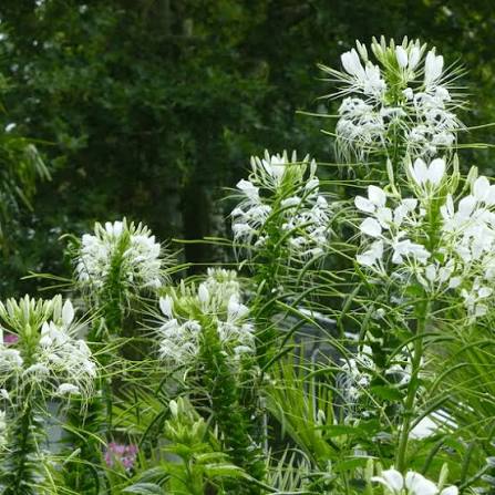 Spider Flower Cleome Spinosa White Queen flower seeds for planting