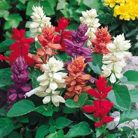 Salvia Splendens Cleopatra Mixture Flower Seeds with vibrant colorful flower spikes
