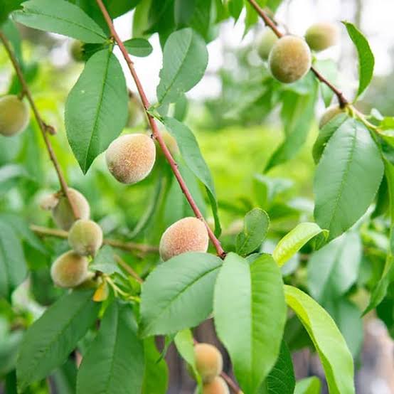 Romanian White Peach Seeds for growing heirloom cold-hardy white peach fruit trees