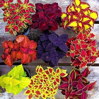 Coleus Blumei Rainbow Mixed flower seeds for planting in garden
