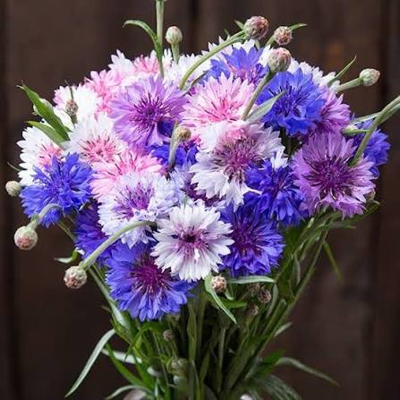 Ornamental Multi Colour Corn Flower Seeds with vibrant Cornflower blooms