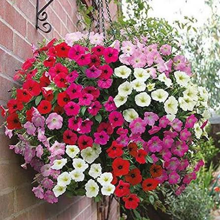 Petunia Stars Mix F2 Flower Seeds with colorful star-patterned blooms