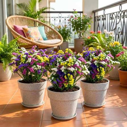 Statice Limonium Pacific Mixed Flower Seeds with colorful long-lasting blooms
