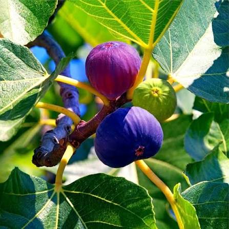 Common Edible Fig Seeds for growing Ficus carica purple-brown pink flesh fruit trees