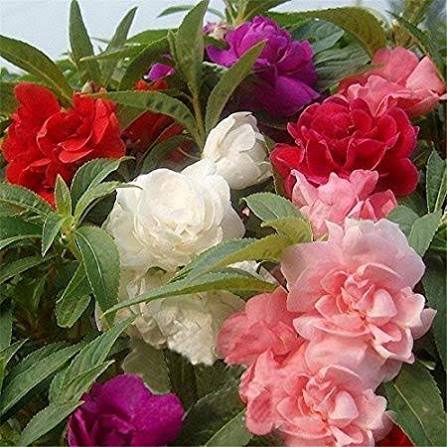 Balsam Impatiens Tom Thumb Mixed Flower Seeds with colorful compact blooms